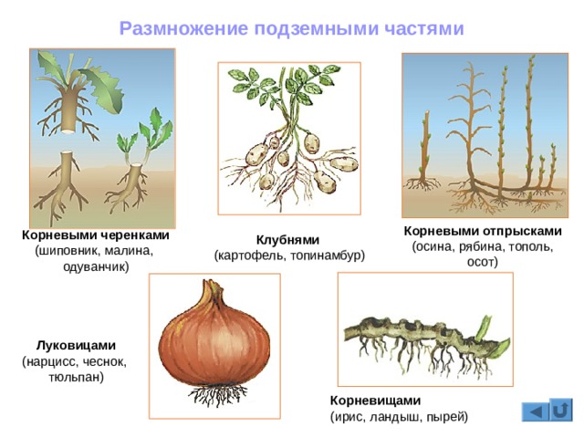 Kraken зайти на сайт